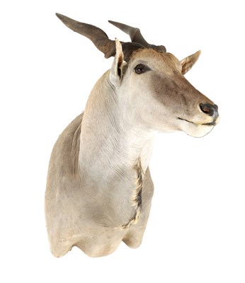 Lot 696 - A 20TH CENTURY TAXIDERMY OF AN ELAND SHOULDER MOUNT