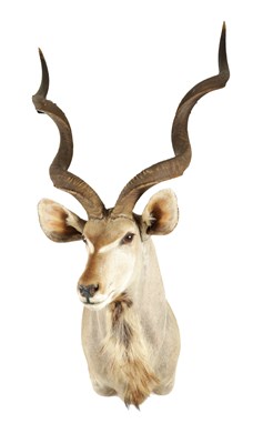 Lot 698 - A 20TH CENTURY TAXIDERMY MOUNT OF A GREATER KUDU (ANTELOPE)