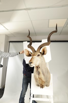 Lot 698 - A 20TH CENTURY TAXIDERMY MOUNT OF A GREATER KUDU (ANTELOPE)
