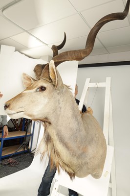 Lot 698 - A 20TH CENTURY TAXIDERMY MOUNT OF A GREATER KUDU (ANTELOPE)