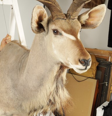 Lot 698 - A 20TH CENTURY TAXIDERMY MOUNT OF A GREATER KUDU (ANTELOPE)