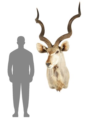 Lot 698 - A 20TH CENTURY TAXIDERMY MOUNT OF A GREATER KUDU (ANTELOPE)