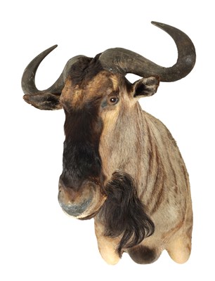 Lot 701 - A 20TH CENTURY TAXIDERMY MOUNT OF A WILDEBEEST