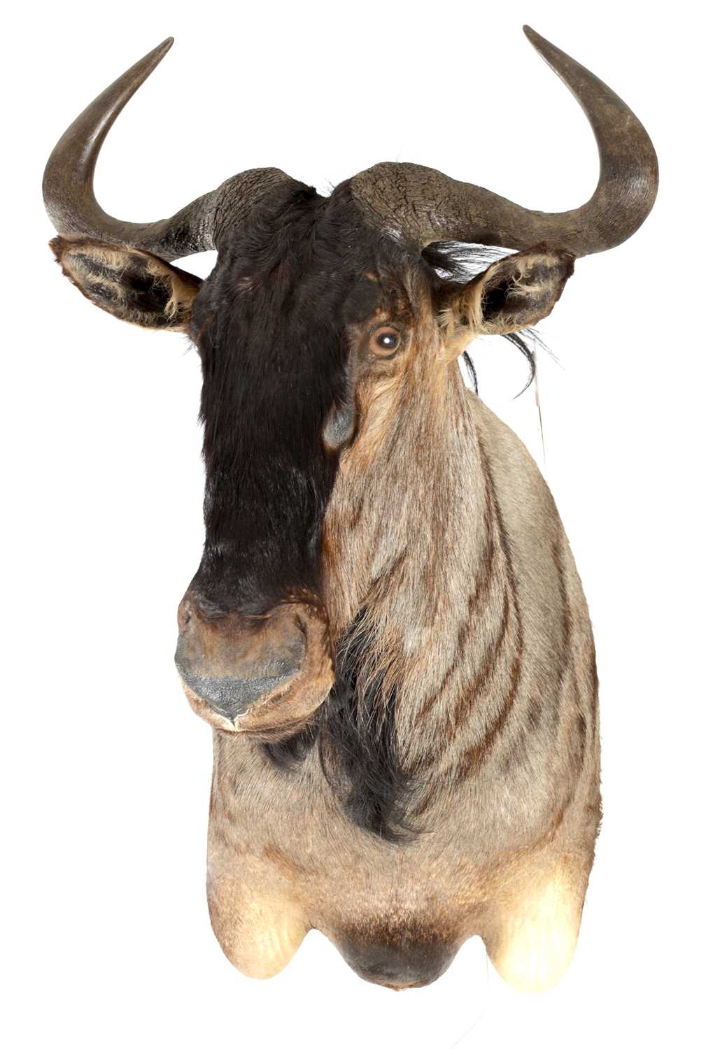 Lot 702 - A 20TH CENTURY TAXIDERMY MOUNT OF A WILDEBEEST