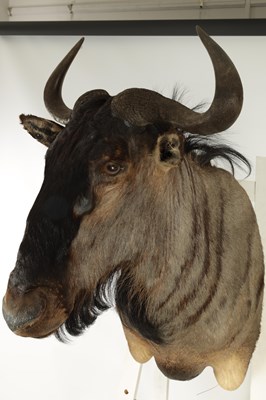 Lot 702 - A 20TH CENTURY TAXIDERMY MOUNT OF A WILDEBEEST