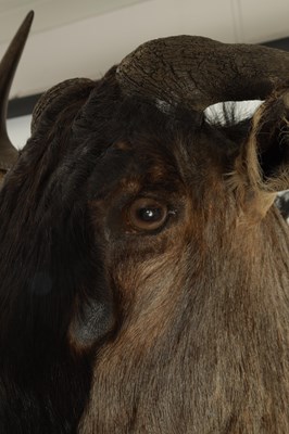 Lot 702 - A 20TH CENTURY TAXIDERMY MOUNT OF A WILDEBEEST