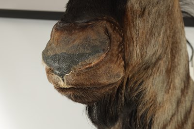 Lot 702 - A 20TH CENTURY TAXIDERMY MOUNT OF A WILDEBEEST