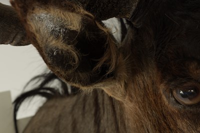 Lot 702 - A 20TH CENTURY TAXIDERMY MOUNT OF A WILDEBEEST