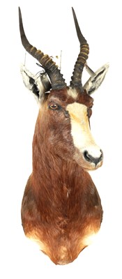 Lot 699 - A 20TH CENTURY TAXIDERMY MOUNT OF A BLESBOK ANTELOPE