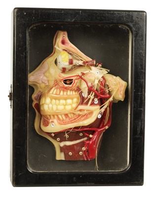 Lot 606 - A LATE 19TH CENTURY GERMAN ANATOMICAL WAX MODEL OF A HEAD