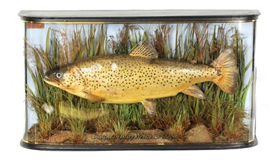 Lot 531 - A LATE 19TH CENTURY TAXIDERMIC TROUT BY J. COOPER & SONS IN A GLAZED WRAP-AROUND CASE