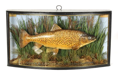 Lot 512 - A LATE 19TH CENTURY TAXIDERMIC CASED TROUT BY J. JONES 20 MALT ST.  OLD KENT ROAD