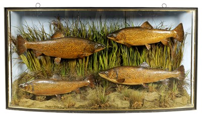 Lot 596 - A LATE 19TH CENTURY TAXIDERMIC CASED GROUP OF TROUT BY J. COOPER & SONS