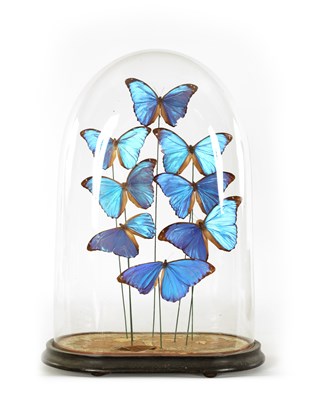 Lot 504 - A 19TH CENTURY CASED TAXIDERMIC DISPLAY OF EXOTIC GIANT BLUE MORPHO BUTTERFLIES