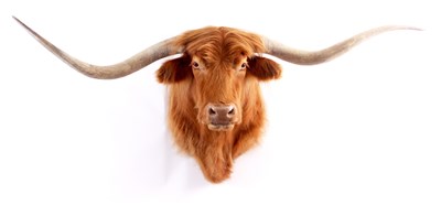 Lot 887 - A LARGE HIGHLAND CATTLE TAXIDERMY HEAD the...