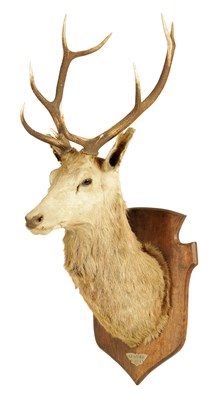 Lot 1331 - A 19TH CENTURY TAXIDERMY STAGS HEAD