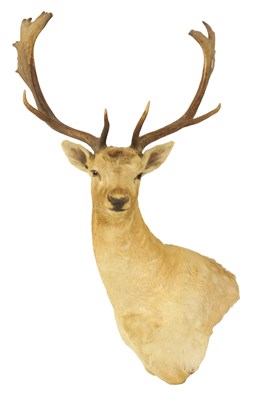 Lot 474 - A LATE 19TH CENTURY TAXIDERMY FALLOW DEER STAG’S HEAD WITH ANTLERS