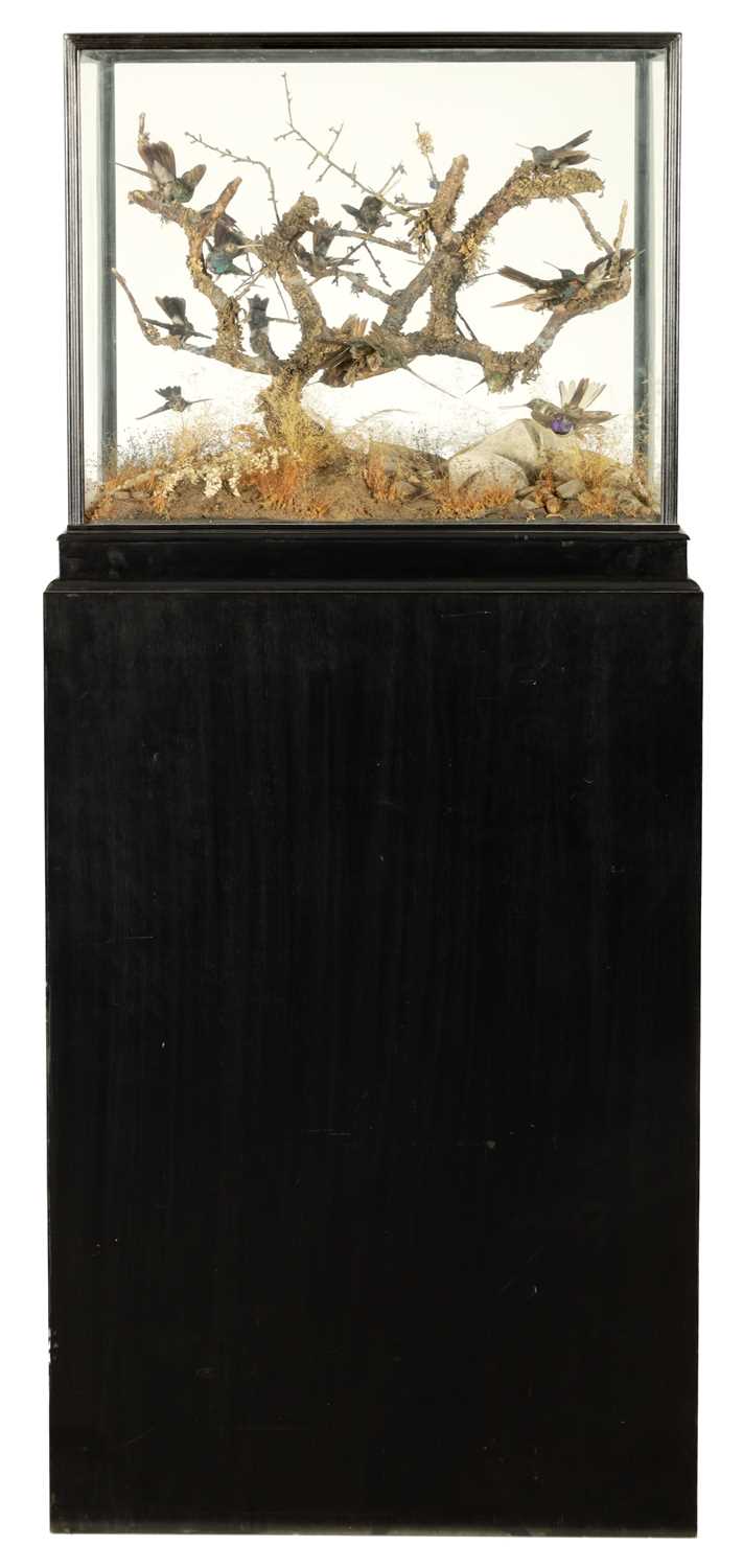 Lot 140 - A 19TH CENTURY TAXIDERMY GLASS CASED CABINET OF EXOTIC HUMMINGBIRDS