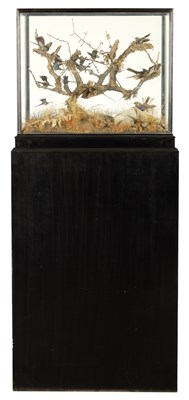 Lot 625 - A 19TH CENTURY TAXIDERMY GLASS CASED CABINET OF EXOTIC HUMMINGBIRDS