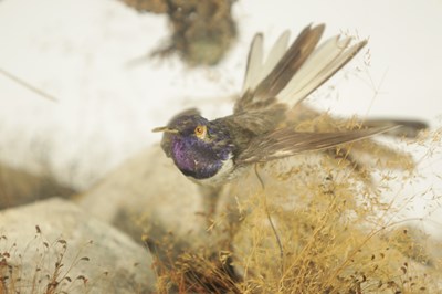 Lot 140 - A 19TH CENTURY TAXIDERMY GLASS CASED CABINET OF EXOTIC HUMMINGBIRDS
