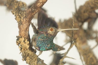 Lot 140 - A 19TH CENTURY TAXIDERMY GLASS CASED CABINET OF EXOTIC HUMMINGBIRDS