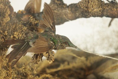 Lot 140 - A 19TH CENTURY TAXIDERMY GLASS CASED CABINET OF EXOTIC HUMMINGBIRDS