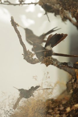 Lot 140 - A 19TH CENTURY TAXIDERMY GLASS CASED CABINET OF EXOTIC HUMMINGBIRDS