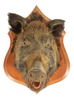 Lot 560 - TWO EARLY 20TH CENTURY TAXIDERMY MOUNTED BOARS HEADS