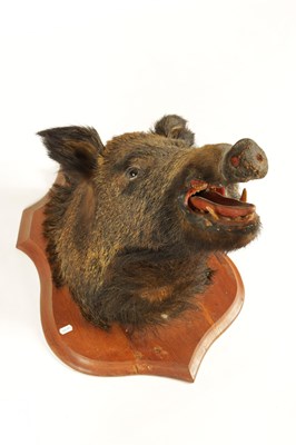 Lot 560 - TWO EARLY 20TH CENTURY TAXIDERMY MOUNTED BOARS HEADS