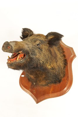 Lot 560 - TWO EARLY 20TH CENTURY TAXIDERMY MOUNTED BOARS HEADS