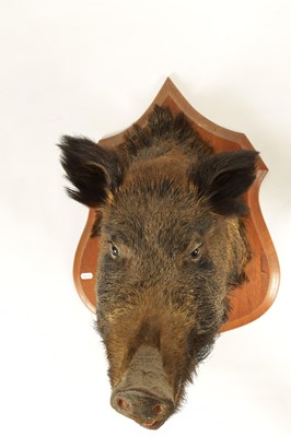 Lot 560 - TWO EARLY 20TH CENTURY TAXIDERMY MOUNTED BOARS HEADS