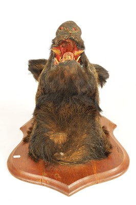 Lot 560 - TWO EARLY 20TH CENTURY TAXIDERMY MOUNTED BOARS HEADS