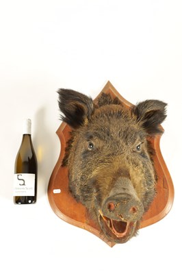 Lot 560 - TWO EARLY 20TH CENTURY TAXIDERMY MOUNTED BOARS HEADS