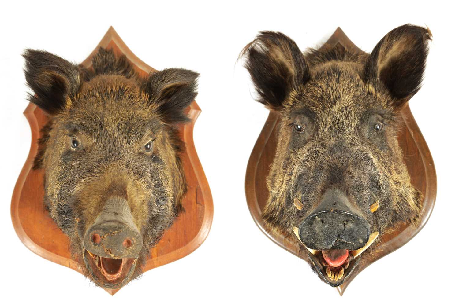 Lot 560 - TWO EARLY 20TH CENTURY TAXIDERMY MOUNTED BOARS HEADS