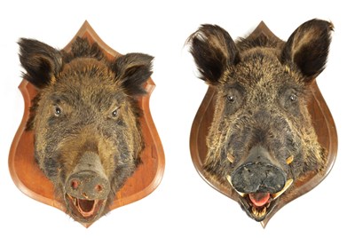 Lot 560 - TWO EARLY 20TH CENTURY TAXIDERMY MOUNTED BOARS HEADS