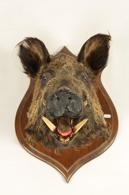 Lot 560 - TWO EARLY 20TH CENTURY TAXIDERMY MOUNTED BOARS HEADS