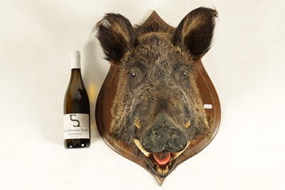 Lot 560 - TWO EARLY 20TH CENTURY TAXIDERMY MOUNTED BOARS HEADS