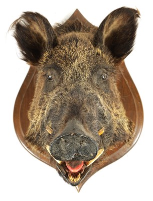 Lot 560 - TWO EARLY 20TH CENTURY TAXIDERMY MOUNTED BOARS HEADS