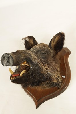 Lot 560 - TWO EARLY 20TH CENTURY TAXIDERMY MOUNTED BOARS HEADS