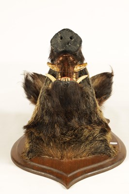 Lot 560 - TWO EARLY 20TH CENTURY TAXIDERMY MOUNTED BOARS HEADS