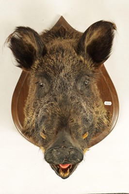 Lot 560 - TWO EARLY 20TH CENTURY TAXIDERMY MOUNTED BOARS HEADS