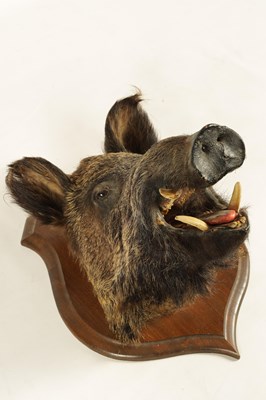 Lot 560 - TWO EARLY 20TH CENTURY TAXIDERMY MOUNTED BOARS HEADS