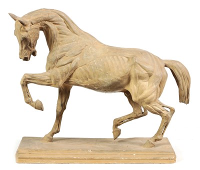 Lot 538 - A 19TH CENTURY PLASTER MODEL OF AN ECORCHE HORSE