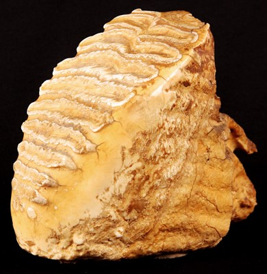 Lot 390 - A Prehistoric Fossilised giant MAMMOTH'S TOOTH...