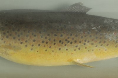 Lot 650 - A LATE 19TH CENTURY TAXIDERMIC CASED TROUT