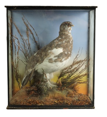 Lot 649 - A LATE 19TH CENTURY TAXIDERMIC CASED PTARMIGAN