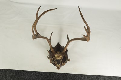 Lot 652 - AN EARLY 20TH CENTURY PAIR OF ROWLAND WARD MOUNTED NORWEGIAN STAG HORN ANTLERS