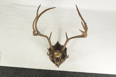 Lot 652 - AN EARLY 20TH CENTURY PAIR OF ROWLAND WARD MOUNTED NORWEGIAN STAG HORN ANTLERS