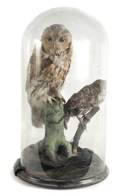 Lot 653 - A 19TH CENTURY TAXIDERMIC OF TWO OWLS