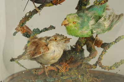 Lot 654 - A COLLECTION OF THREE GRADUATED TAXIDERMIC SINGING BIRDS
